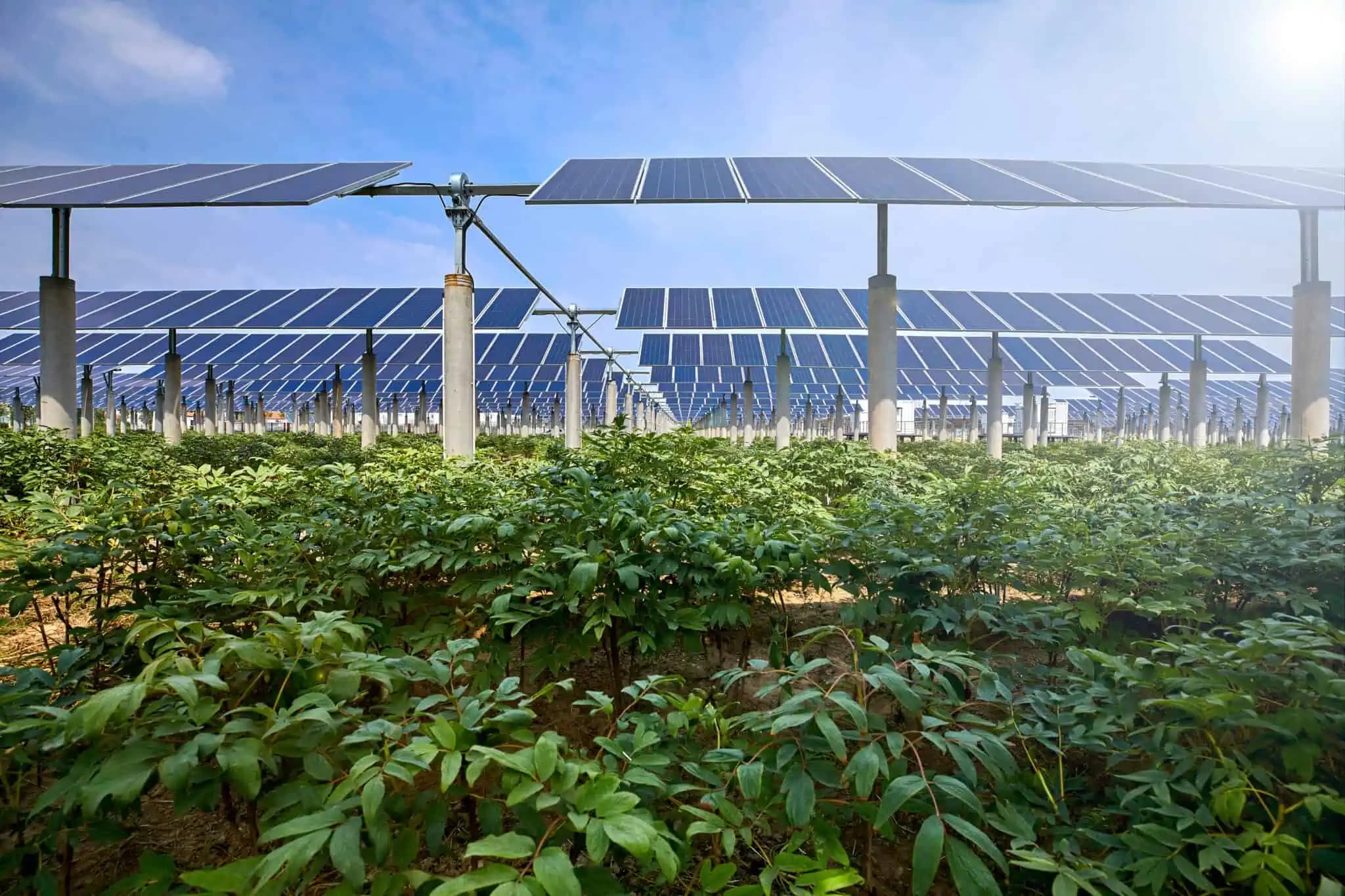 Cover Image for Agri-Photovoltaik: Eine nachhaltige Zukunft für Landwirtschaft und Energie