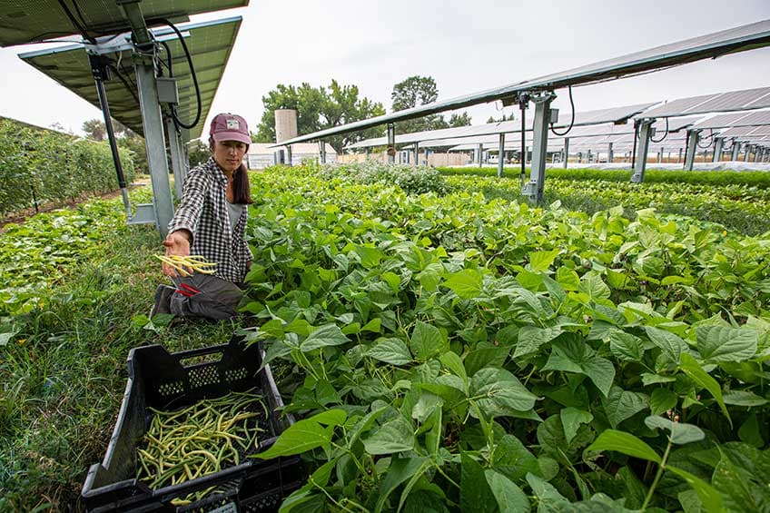 Cover Image for Best Crops for Agrivoltaics: Growing Food & Harvesting Solar Energy