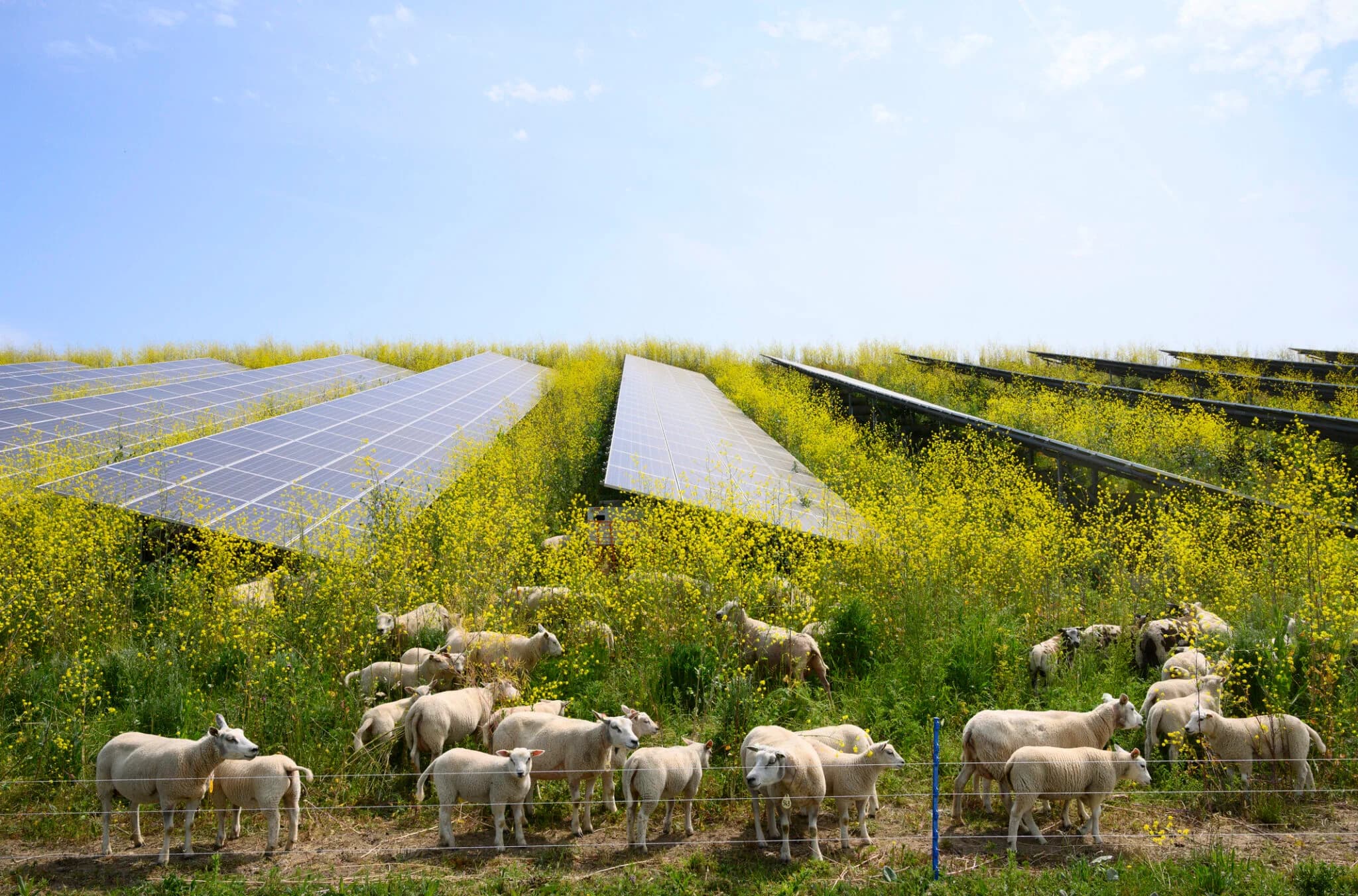 Image for Die besten Tiere für Solarweidewirtschaft